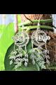 Sunlea Fussion Dangler Silver Filigree  Earrings